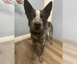 Mutt Dogs for adoption in HESPERIA, CA, USA