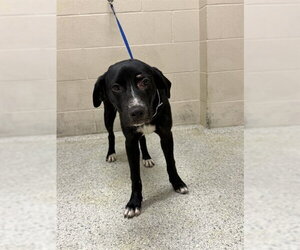 Labrador Retriever-Unknown Mix Dogs for adoption in Conroe, TX, USA