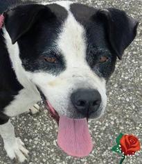 Borador Dogs for adoption in National Listings, MO, USA
