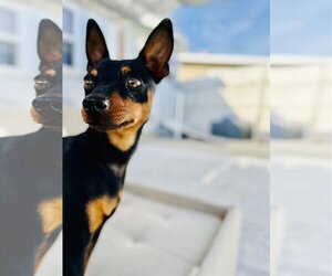 Miniature Pinscher Dogs for adoption in La Verne, CA, USA