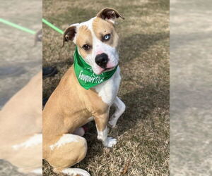 American Pit Bull Terrier-Unknown Mix Dogs for adoption in Warrenton, VA, USA