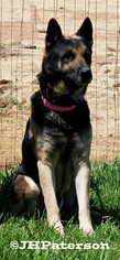 German Shepherd Dog Dogs for adoption in Scottsdale, AZ, USA