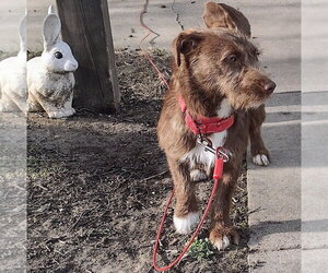 Mutt Dogs for adoption in Brooklyn Center, MN, USA