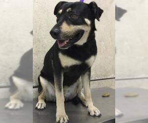 German Shepherd Dog-Unknown Mix Dogs for adoption in Riverside, CA, USA
