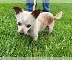 Chihuahua Dogs for adoption in Camarillo, CA, USA