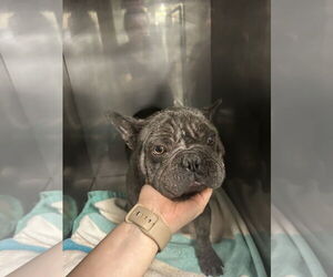French Bulldog Dogs for adoption in Chico, CA, USA