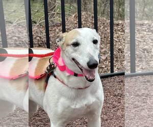 Whippet Dogs for adoption in Cherry Hill, NJ, USA