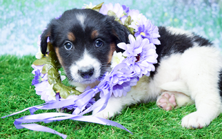 Border Collie Dogs for adoption in Denver, CO, USA