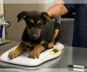 German Shepherd Dog-Unknown Mix Dogs for adoption in Visalia, CA, USA