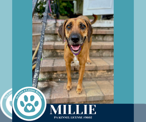 Mutt Dogs for adoption in Kimberton, PA, USA