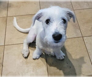 Mutt Dogs for adoption in Raleigh, NC, USA