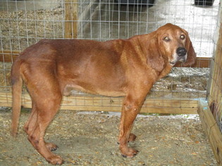 Redbone Coonhound Dogs for adoption in Carthage, AR, USA