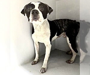 Mutt Dogs for adoption in Houston, TX, USA