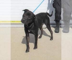 Labrador Retriever Dogs for adoption in Louisville, KY, USA