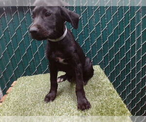 Labrador Retriever-Unknown Mix Dogs for adoption in Downey, CA, USA