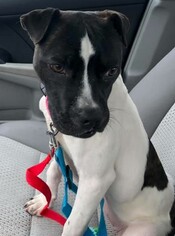 Boston Terrier Dogs for adoption in Southampton, NY, USA