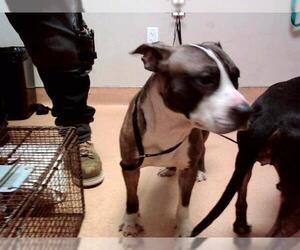 American Pit Bull Terrier-Unknown Mix Dogs for adoption in Martinez, CA, USA