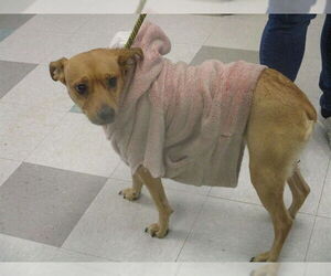 Mutt Dogs for adoption in Oklahoma City, OK, USA