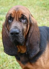 Bloodhound Dogs for adoption in Nashville, IN, USA