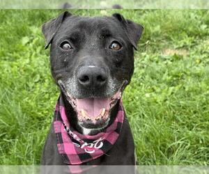 Labrador Retriever-Unknown Mix Dogs for adoption in Pueblo, CO, USA