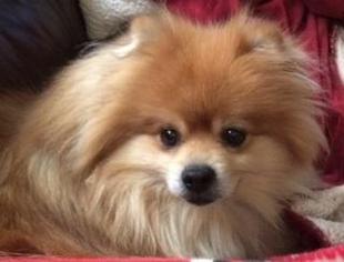 Pomeranian Dogs for adoption in Grimes, IA, USA