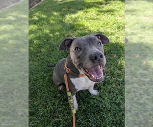 American Pit Bull Terrier Dogs for adoption in Redlands, CA, USA