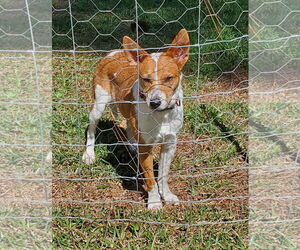 Mutt Dogs for adoption in Gulfport, MI, USA