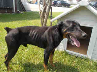 Rotterman Dogs for adoption in Rosenberg, TX, USA