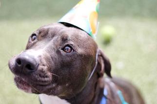 Bullboxer Pit Dogs for adoption in Saint Louis, MO, USA