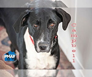 Labrador Retriever-Unknown Mix Dogs for adoption in Binghamton, NY, USA