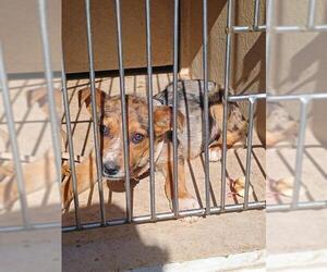 Australian Shepherd-Unknown Mix Dogs for adoption in Oklahoma City, OK, USA