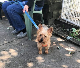 Silky Terrier Dogs for adoption in Mt. Laurel, NJ, USA