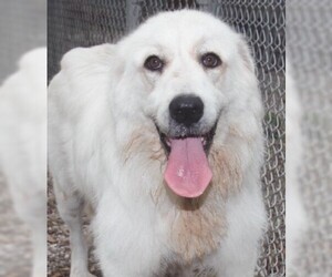 Great Pyrenees Dogs for adoption in Savannah, MO, USA