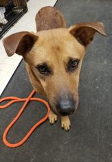 Mutt Dogs for adoption in columbus, OH, USA