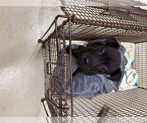 Mutt Dogs for adoption in Fremont, CA, USA