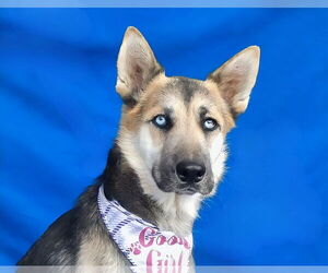German Shepherd Dog-Unknown Mix Dogs for adoption in Pasadena, CA, USA