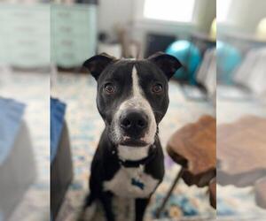 Staffordshire Bull Terrier-Unknown Mix Dogs for adoption in Rochester, NY, USA