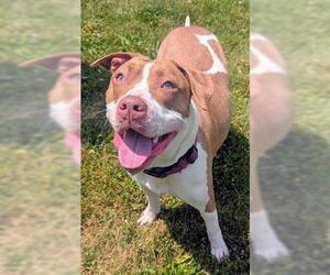 Mutt Dogs for adoption in Akron, OH, USA