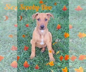 Sheprador Dogs for adoption in Des Moines, IA, USA