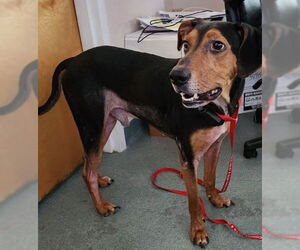 Mutt Dogs for adoption in Doylestown, PA, USA