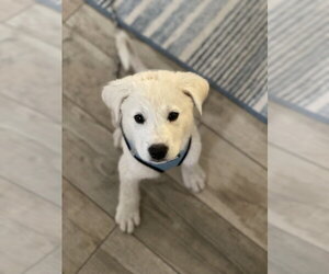 Medium Photo #4 Great Pyrenees Puppy For Sale in Dana Point, CA, USA