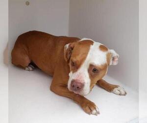 American Staffordshire Terrier Dogs for adoption in Houston, TX, USA