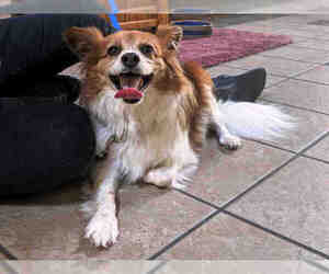Papillon Dogs for adoption in Raleigh, NC, USA