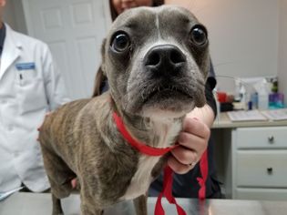 Boston Terrier-Unknown Mix Dogs for adoption in Pawtucket, RI, USA