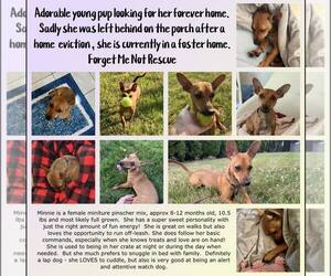 Chipin Dogs for adoption in Strongsville, OH, USA