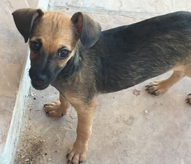 Medium Photo #1 Chiweenie Puppy For Sale in Tucson, AZ, USA