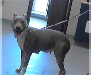 American Pit Bull Terrier Dogs for adoption in Fayetteville, NC, USA