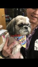 Shih Tzu Dogs for adoption in Middletown, NY, USA