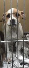 Chinese Shar-Pei Dogs for adoption in Clarkesville, GA, USA