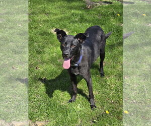 Retriever -Unknown Mix Dogs for adoption in Farmington, MN, USA